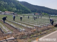 영양군 영양읍, 농번기 맞아 농촌일손돕기