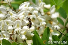 문경시, 꿀벌사육기반 안정화 사업 ‘시동’