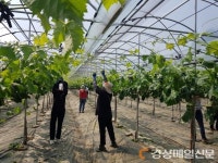 상주시 대한노인지회, 농번기 일손 도와