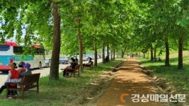 구미 낙동강체육공원에 플라타너스 산책로