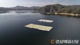 화덕갈매기호서대점 | ‘쇠제비갈매기’ 10년째 안동호서 둥지 틀어