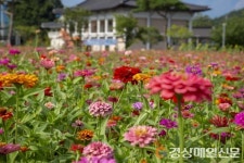 영주시 순흥면 관아터, 울긋불긋 백일홍 잔치
