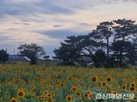 포항 호미곶 경관농업단지, 해바라기 ‘활짝’