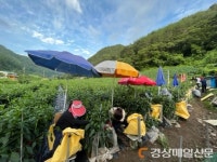 영양 청기면, 농촌일손돕기 ‘고추 수확작업’ 구슬땀