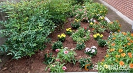 울진 평해읍 오곡마을 경로당에 국화 피었네
