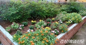 울진 평해읍 오곡마을 경로당에 국화 피었네