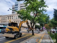 악취 풍기기 전에…대구, 은행 열매 조기 채취