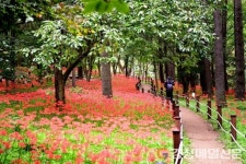 김천 직지사  ‘꽃무릇 산책’하며 가을맞이 하세요