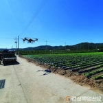영덕, 가을 김장배추 재배지 ‘드론 공동방제’