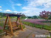 안동 낙동강변 둔치 핑크뮬리 분홍 물결