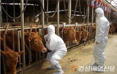 안동, 제26차 구제역 백신 정기예방접종 실시