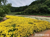 가을 국화 가득 ‘안동 예안 도촌마을’