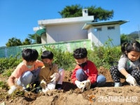 원황초등학교 병설유치원, 텃밭에 고구마가 주렁주렁