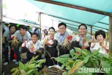 “인삼캐기 체험하러 영주시로 오세요”