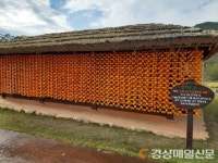 상주곶감공원, 감이 주렁주렁 매달렸네요!