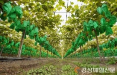 상주, 과실전문 생산단지 기반조성 ‘청신호’