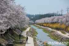 “영주 서천~원당천 걸으며     내년 봄엔 벚꽃구경 즐겨요”