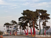 상주시, 한파ㆍ강풍 대비 가로수 월동 준비