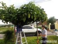 포항 남구 청림동, 청포도 와인 제조