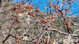 <편집국에서>겨울비 내리는 남산, 고위봉을 오르며(하)