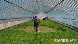 ‘봄기운 듬뿍’영덕 옥계미나리 본격 출하