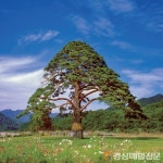 구미 예갤러리, 진한 솔향 가득한 김세권 작가 사진전 ‘활짝’