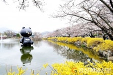 설레는 봄…김천 연화지로 벚꽃 나들이!