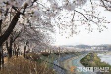 영주 서천 뚝방길ㆍ원당천…이번 주말 벚꽃 개화 절정 전망
