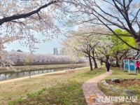 상주시 북천변 산책로 연분홍빛 벚꽃 만개 ‘장관’