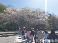 대구 북구 ‘침산정 벚꽃돌계단’ 사진찍기 좋은 명소 부상