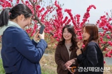 <포토>의성 봉양면 붉게 물들인 복숭아꽃