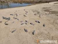영주댐 상류 물고기 떼죽음…“수자공 관리 부실” 지적