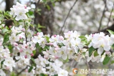<포토>사과꽃 향기 가득한 청송