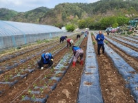 영양군 수비면주민자치위원회-수비면사무소, 농촌일손 돕기