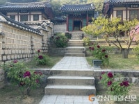 <포토>안동 도산서원 모란꽃 활짝