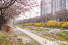 영주 ‘서천~원당천’ 연결 벚꽃산책로 개통
