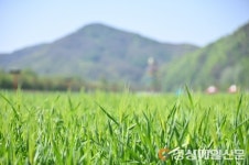 초록의 향연 ‘산소카페 청송정원’