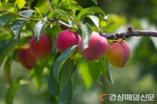 새콤달콤 명품 ‘김천 자두‘ 수확 시작