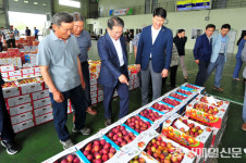 군위 농산물 공판장, 여름 제철 올해 첫 자두 5kg 4만8천원 첫 거래