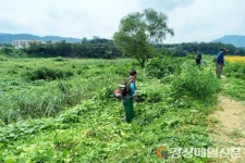 청송, 생태교란 식물 ‘가시박’ 퇴치 나서