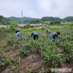 영양군 일월면, 침수피해 입은 농가 일손돕기 실시