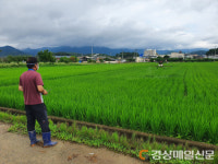 청도군, 벼 병해충 드론 공동방제 사업 실시