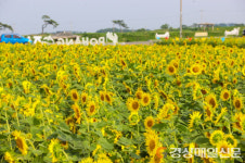 ‘포항 경관 농업’ 볼거리ㆍ소득 모두 잡는다