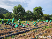 김천시 대항면 새마을남녀협의회, 배추 모종 심기