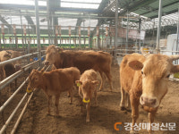 봉화군 ‘구제역 방역 조치 개선방안’ 홍보 강화