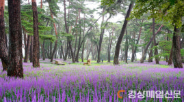 <포토>상주 상오리 맥문동 솔숲 ‘환상의 비경’