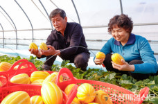 <특집> 참외 조수입만 6014억원…‘부농도시 성주’ 위상 우뚝