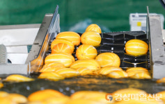 <특집> 참외 조수입만 6014억원…‘부농도시 성주’ 위상 우뚝