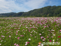 안동시 낙동가람 초화단지 코스모스 만개