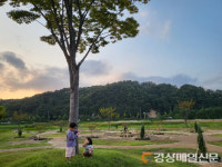 안동시 낙동가람 초화단지 코스모스 만개